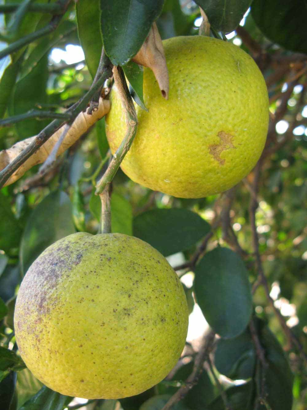              Fruit (Winter Haven, FL)       